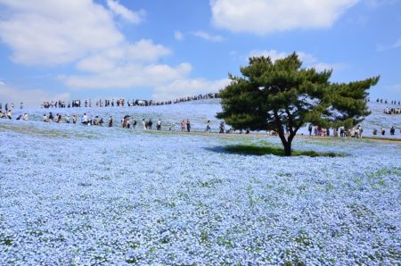 国営ひたち海浜公園