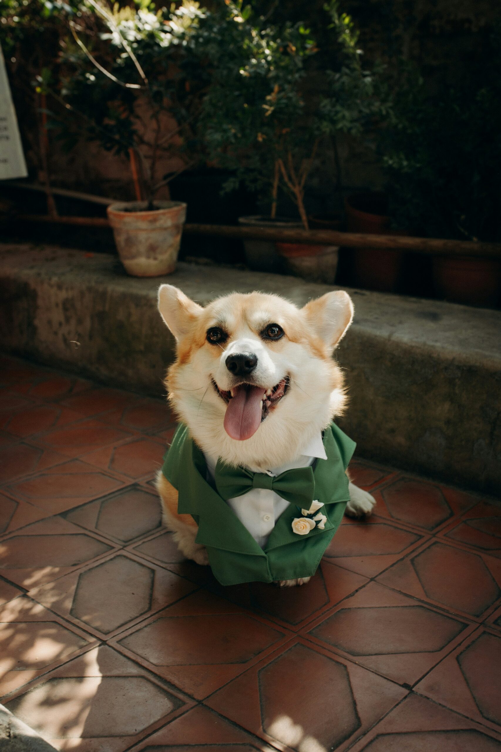 緑のタキシードを着た愛犬